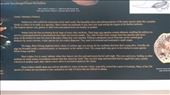 Description of Volutes Shellfish: by macedonboy, Views[237]