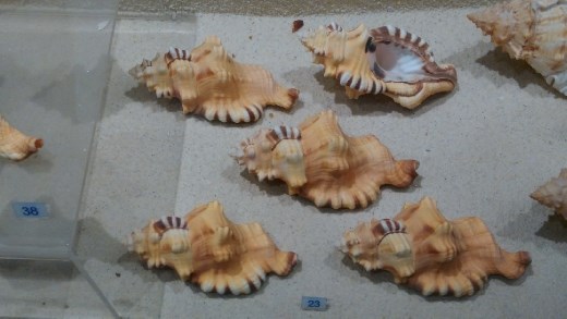 Volutes shells