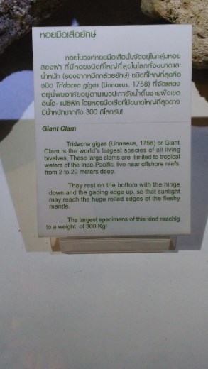 Description of Giant Clam 