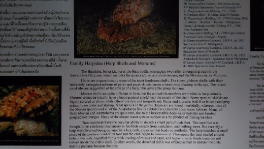 Description of Harp Shellfish