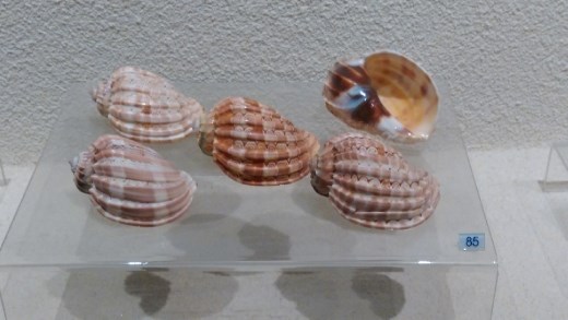 Harp shells
