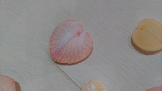 Heart Cockles