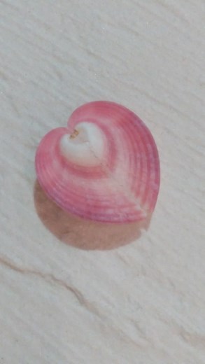 Heart Cockles