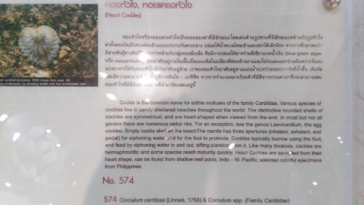 Description of Heart Cockles