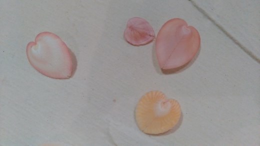 Heart Cockles