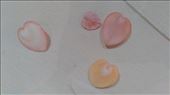 Heart Cockles: by macedonboy, Views[200]