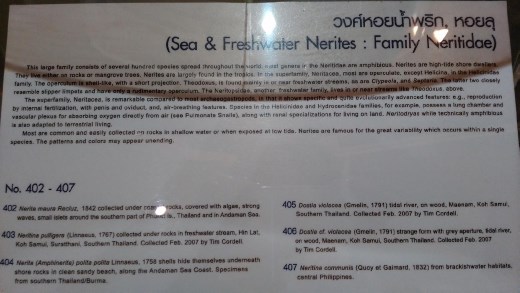 Description of Nerites