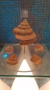 Slit shells: by macedonboy, Views[215]