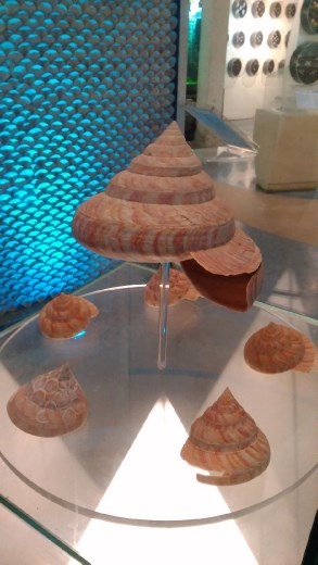 Slit shells