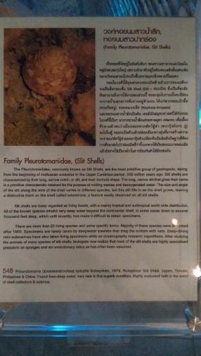 Description of Slit shells