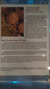 Description of Slit shells: by macedonboy, Views[208]