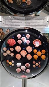 Colourful shells: by macedonboy, Views[177]