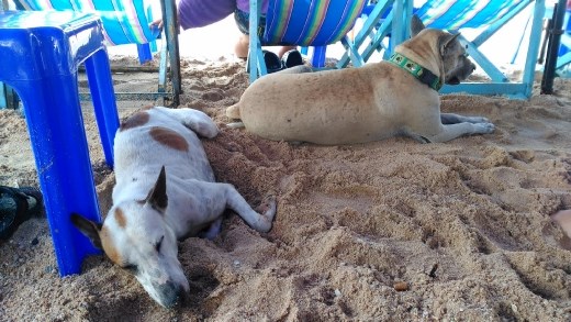 Pattaya Beach - Dogs sheltering from the rain