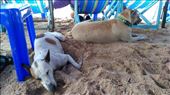 Pattaya Beach - Dogs sheltering from the rain: by macedonboy, Views[227]