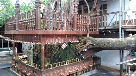 Sacred tree in Gangaramaya Temple