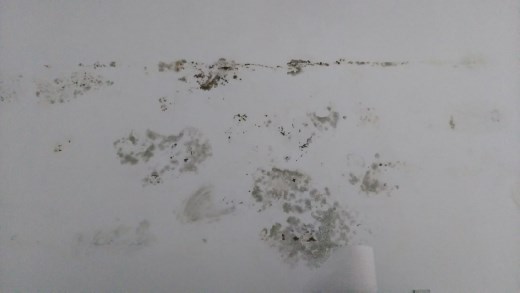 Clock Inn Hostel - Mold in room 801