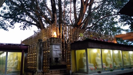 Sacred tree in Bahirawakanada Temple