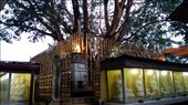 Sacred tree in Bahirawakanada Temple: by macedonboy, Views[165]