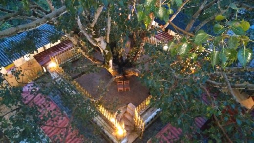 View of sacred tree from above
