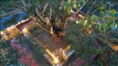 View of sacred tree from above: by macedonboy, Views[196]