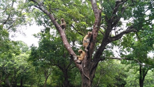 3 wise monkeys while leaving Manik Vehera