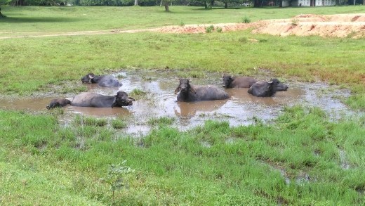 Buffalo assassins after me