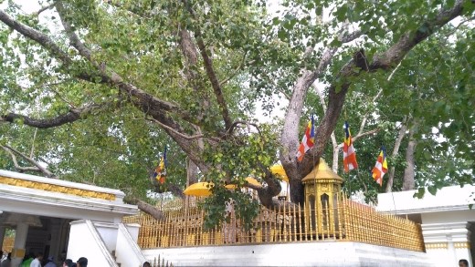 Jaya Sri Maha Bodhi