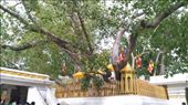 Jaya Sri Maha Bodhi: by macedonboy, Views[138]