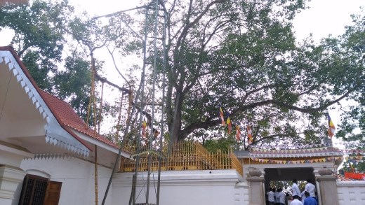 Jaya Sri Maha Bodhi