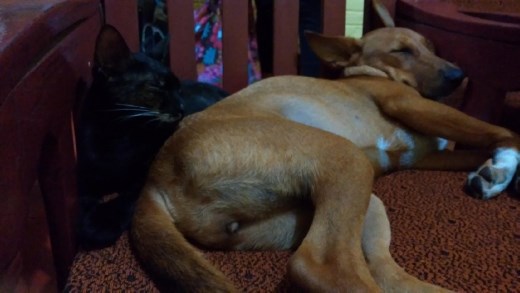 Oasis Tourist Welfare Centre