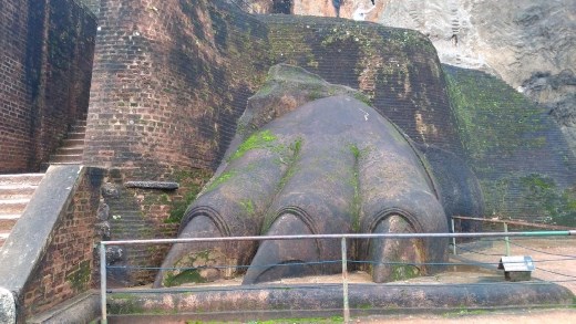 Close up of the Lions Left Paw