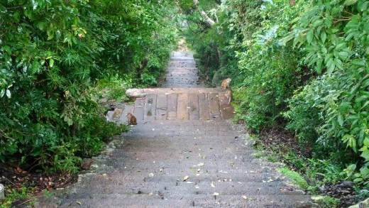 Monkeys on the way down from Kathaka Dagoba