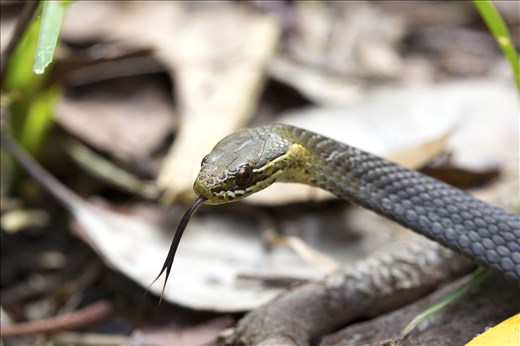 Yellow-bellied swamp snake sitting just near my focal pond during the day. This guy was quite agitated by my presence but my persistence for the shot payed off. 