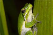 Green tree frog (Litoria phyllocroa). Loud and proud. The noise emanating from this species in my pond was deafening. Definitely a sound I wont forget anytime soon: by macro-mitch, Views[568]