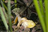 A unidentified spider eating a Litoria fallax in the middle of the pond. Watching predation in nature is always amazing.: by macro-mitch, Views[325]