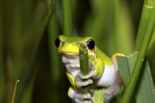 Litoria phyllocroa at my focal pond. The first frog I photographed that night and always my favorite photo. Even with the use of head torch and built in flash, I will always be happy with this photo 