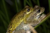 Litoria tyleri in amplexis, the yellow breeding colour not only functions to attract a mate but also functions as a aposematic signal to warn off predators, in order to protect his change of reproduction.: by macro-mitch, Views[276]