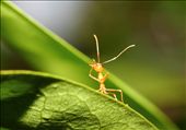 dancing ant.
i am very happy now because my stomach is full: by macro, Views[902]