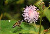 and todays breakfast is .....honey.......: by macro, Views[243]