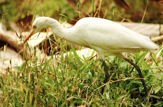 on the hunt of my food.....