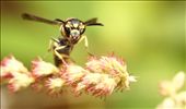 every thing for stomach.insect on his hunt for food.: by macro, Views[198]