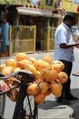 Kiosk selling orange king coconuts in northern Sri Lanka: by madamemahsa, Views[443]