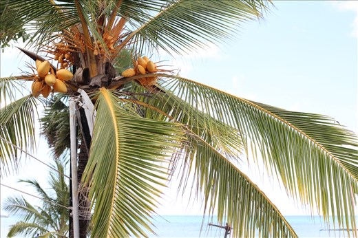 Coconut tree in northern Sri Lanka