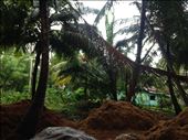 Coconut husk used to make rope in Chilaw: by madamemahsa, Views[763]