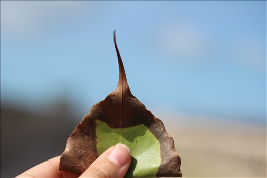 A leaf in the shape of a stupa