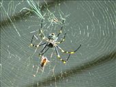 The Golden Orb spider patiently sits basking in the morning sun. : by madazz, Views[292]
