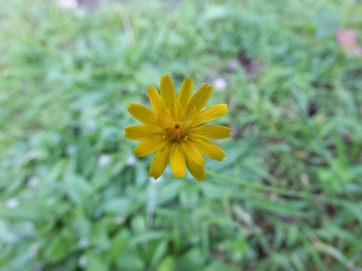 The morning sun brings out the beauty in even the simplest of flowers.