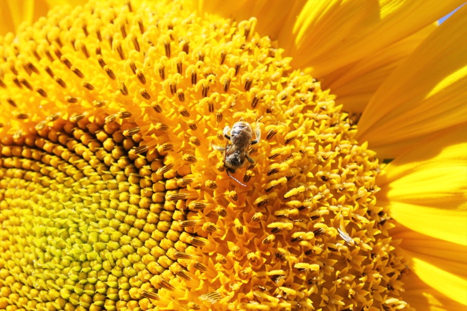 A photo from the community garden in July.
