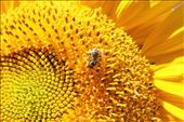 A photo from the community garden in July.: by maddybird1995, Views[234]