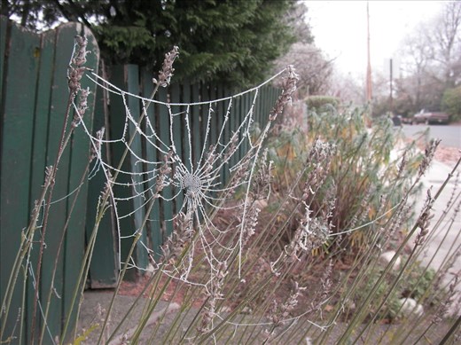 A frozen spider web I saw while walking from work.